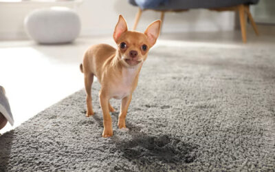 Ultimate Guide to Pet Odor Removal