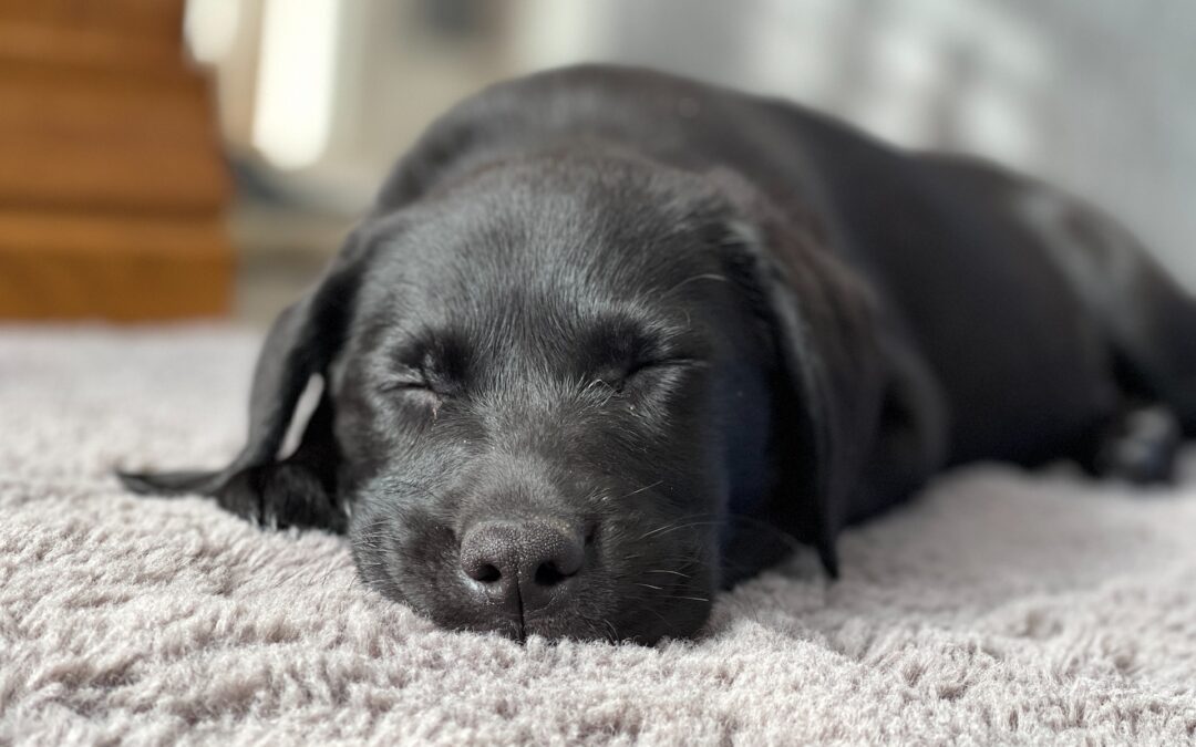 3 Essential Carpet Maintenance Tips for Pet Owners: Keep Your Home Fresh & Clean