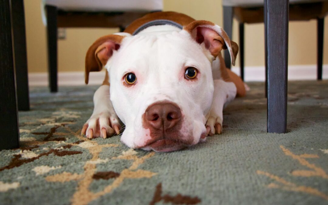 Effective Pet Odor and Stain Removal Tips for San Antonio Carpets