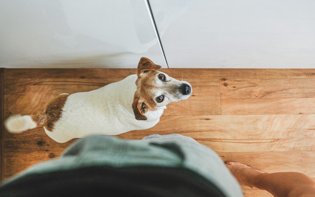 Pet Stain and Odor Removal: Top Solutions for San Antonio Homeowners